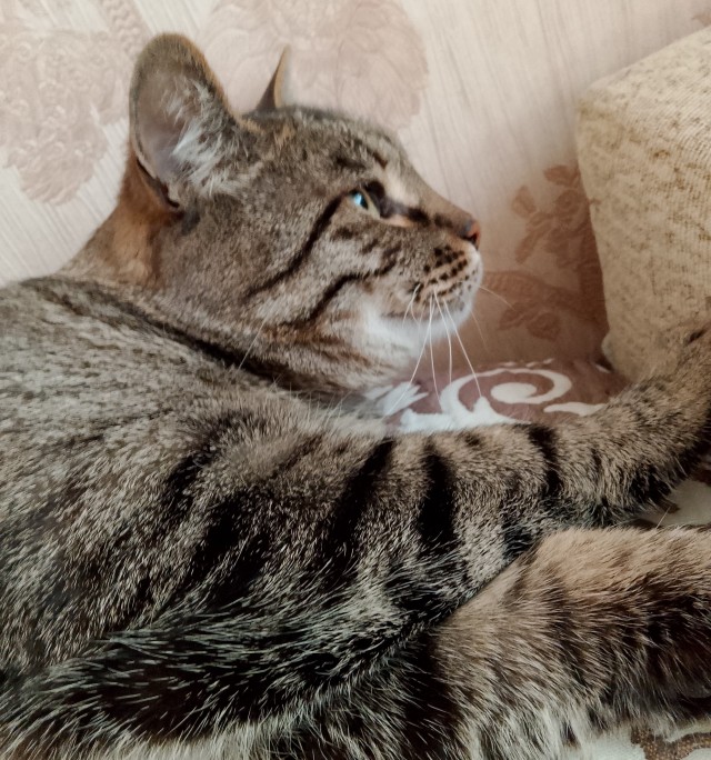 Тёплое, лаповое к котовторнику.