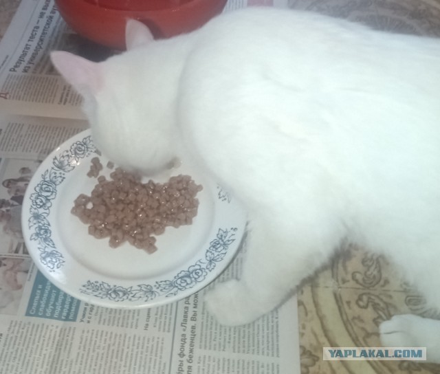 Кот Снежок/Беляш (тема создана как информационная)