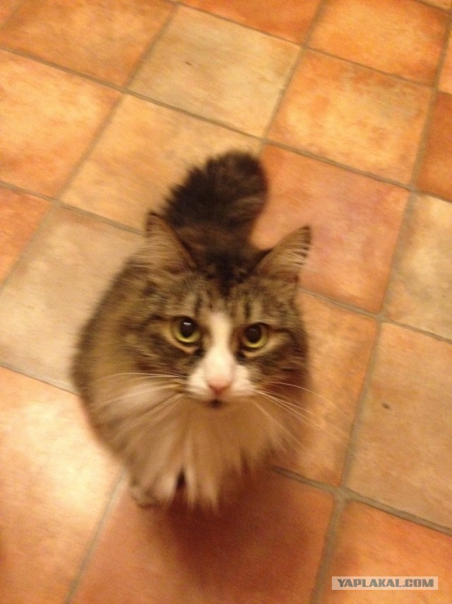 Котовторник 25.06.2013