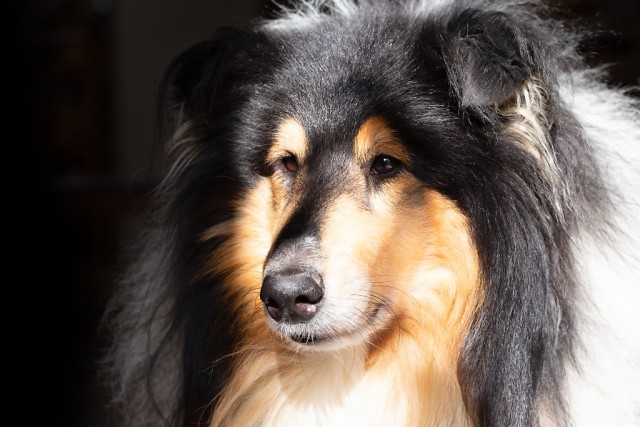 Подборка к собако-четвергу.