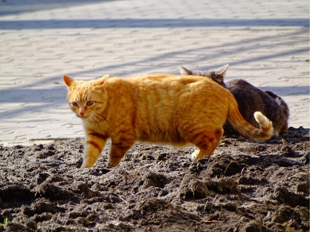 Турецкий кот.