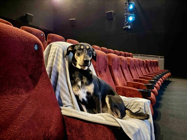 Кинотеатр, куда можно прийти с питомцем, появился в Москве