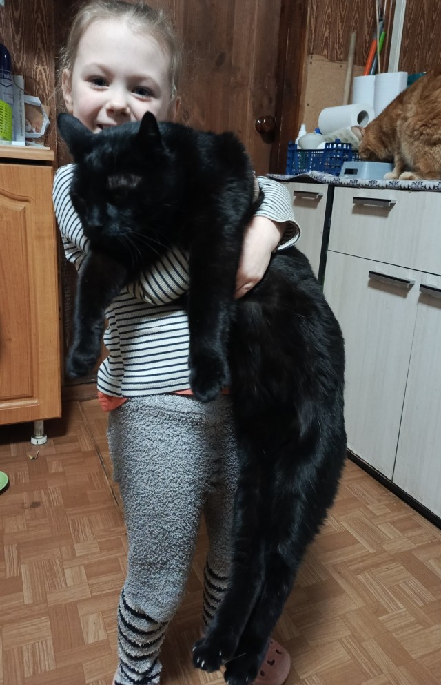 Коты и дети