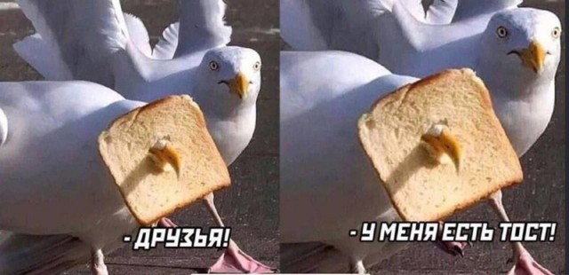 Голубиный барон