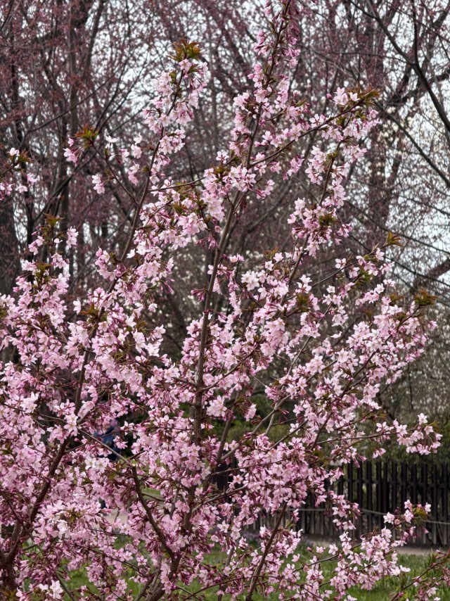 В ботаническом саду Петра Великого (СПб) расцветает сакура