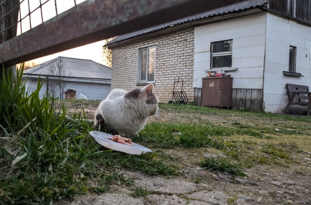 Возьмите кота!