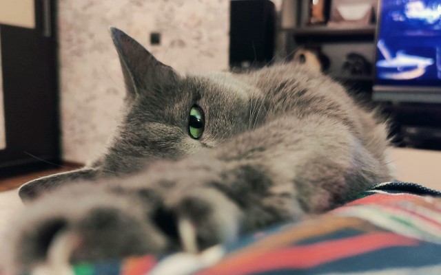 Котское.