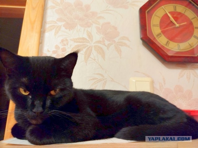 Знакомьтесь, коллеги - Кот Батат!