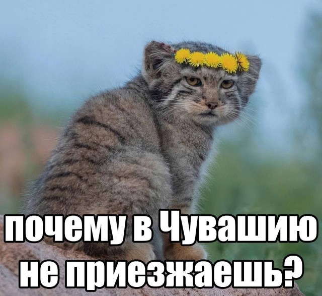 Картинки для деградации 298 (разной степени свежести)