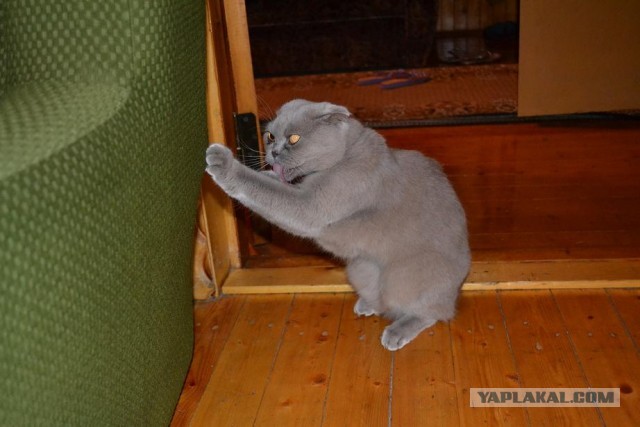 Обидели котейку!