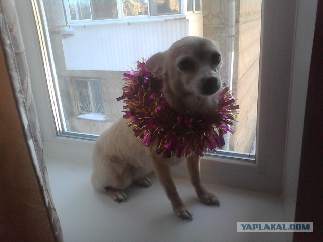 Собакочетверг на 02.01.2014