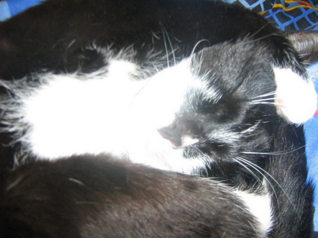 Котовторник 04.03.2014