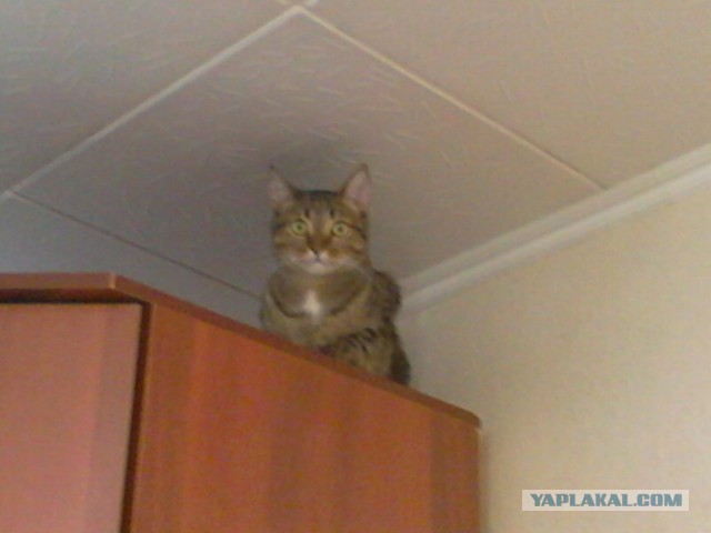 Котовторник 01.04.2014