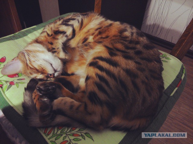 Котовторник  08.04.2014