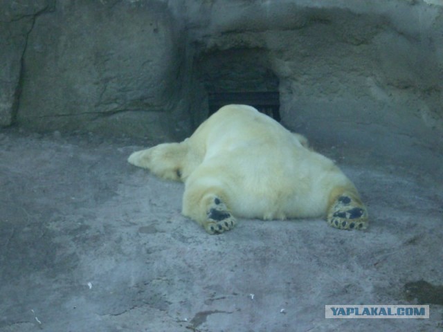 Фотки из интернета.