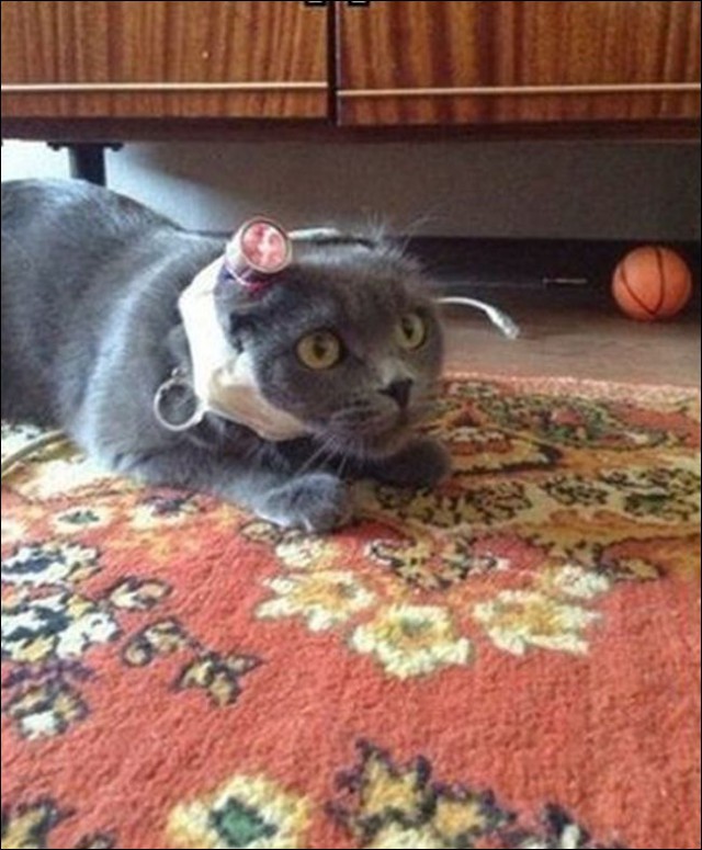 Лучший способ занять кота
