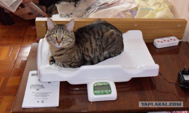 Котовторник 16.09.14