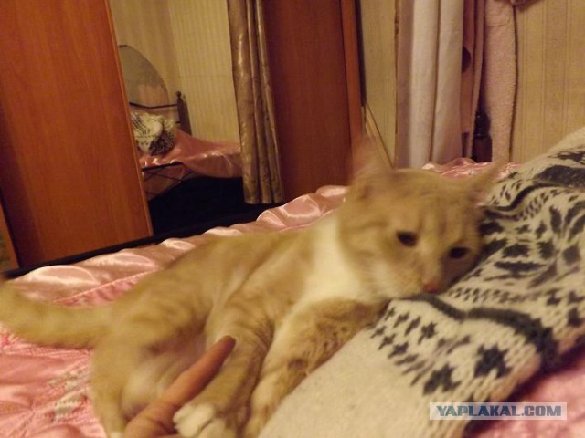 Рыжее чудо