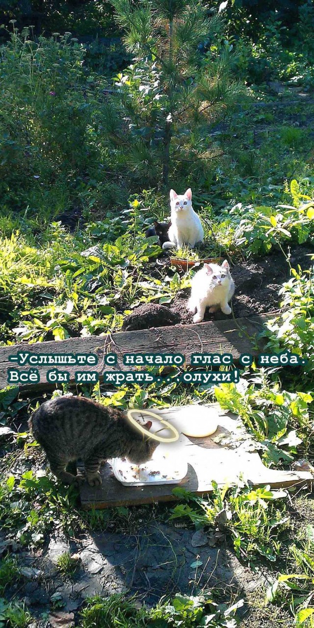 Котейка, который не знает как лежат котейки