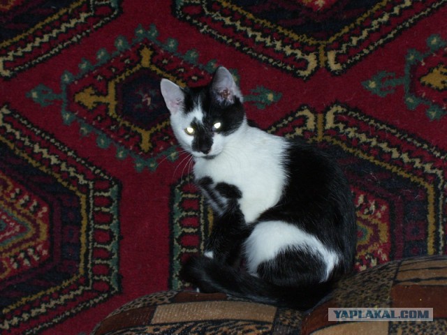 Котовторник