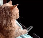 Завершая тему Мукачево.