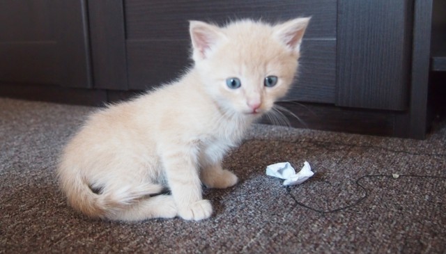 Котовторник  21.07.2015