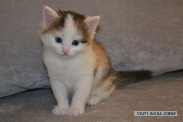 Котовторник 25.08.2015