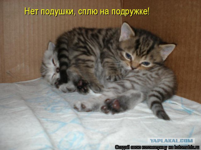 Как спят кошки....