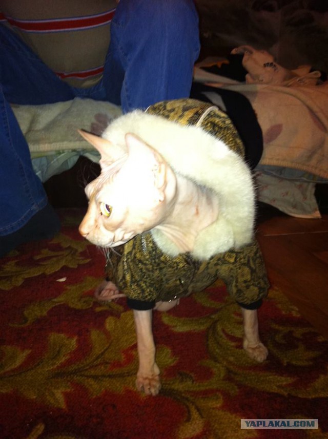 Котооо-о-о-вторник