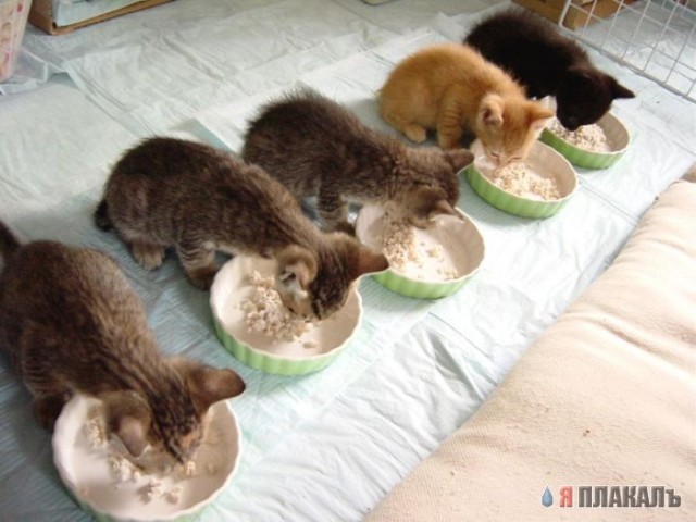 Коты, кошки, котята