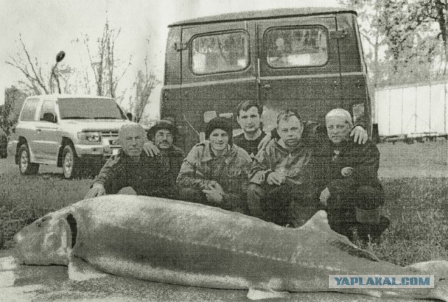 Когда белуги были большими…