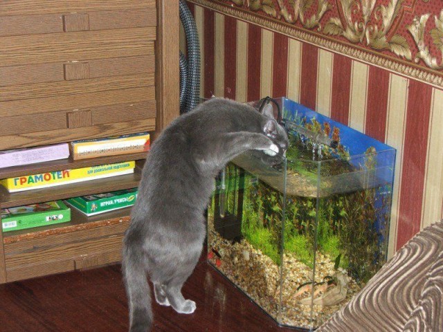 Коты, кошки, котята