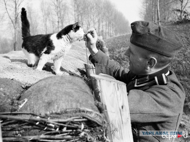 Лапы скручены верёвкой, ржут довольные фашисты