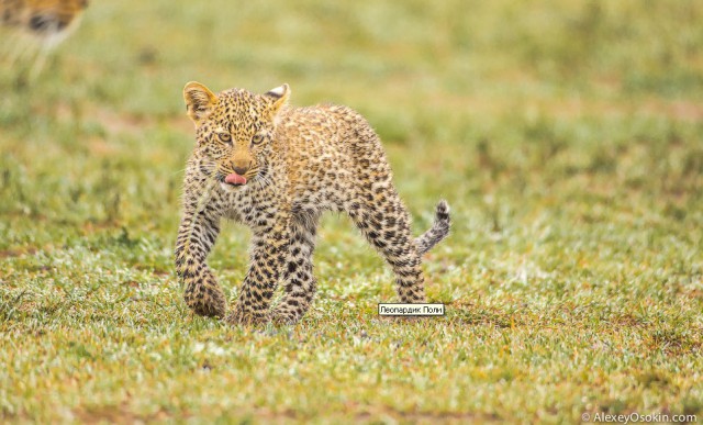 Леопардик Поли