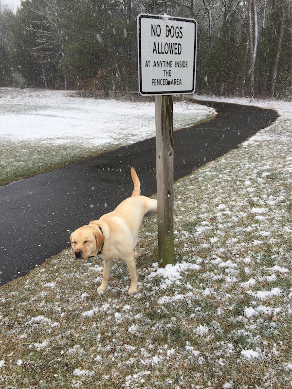 Бунтари против системы (подборка)