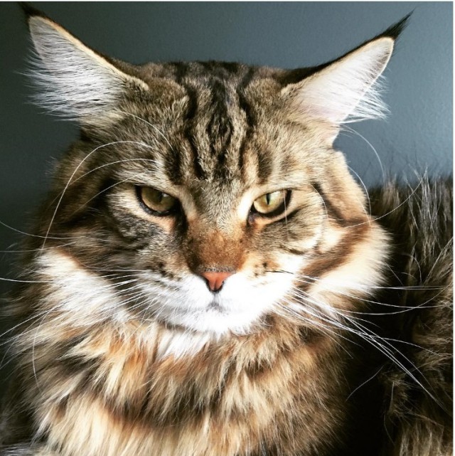 Уже лев или еще кот?