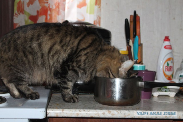Котовторник  17.01.2017