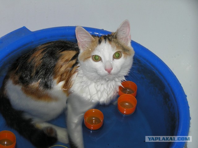Котовторник 14.03.2017