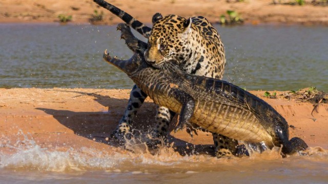 Необычная рыбалка леопарда: как великий охотник поймал в луже сома