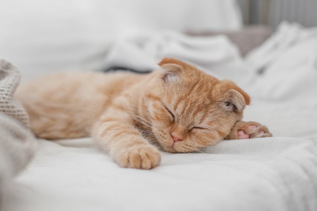 Коты и Кошки