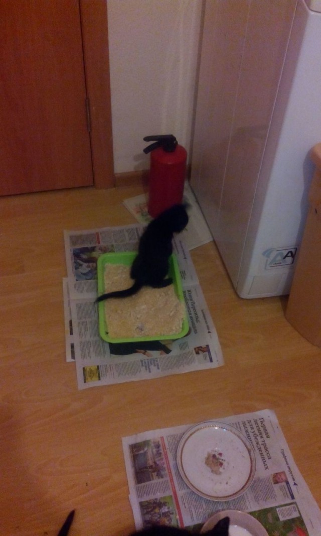Коты и Кошки