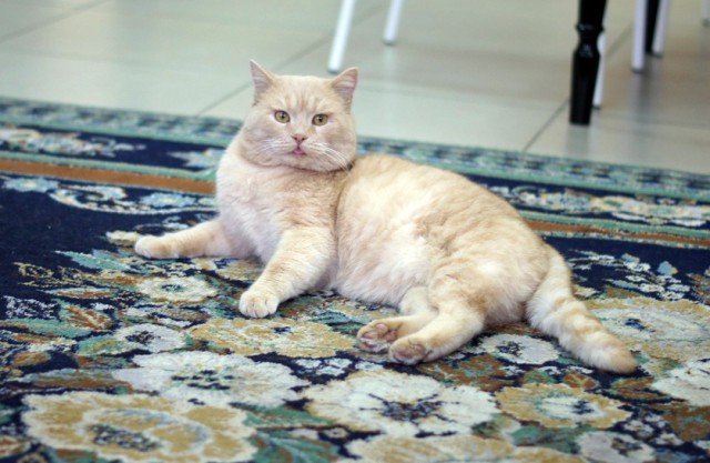 Котовторник 9.01.2018