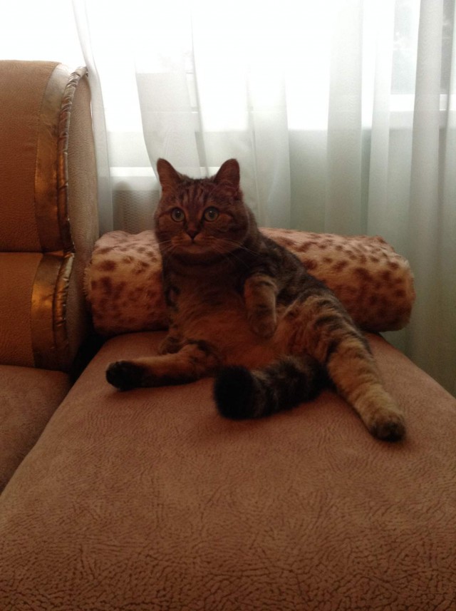 Прикольных котов пост
