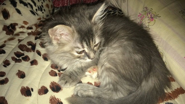 Своя родная кошка