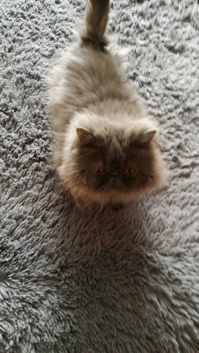 Котовторник 13.03.2018