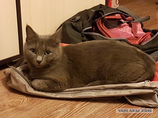 А давайте отвлечемся от политики и всяких прочих санкций, и начнем котовторник 10. 04. 2018