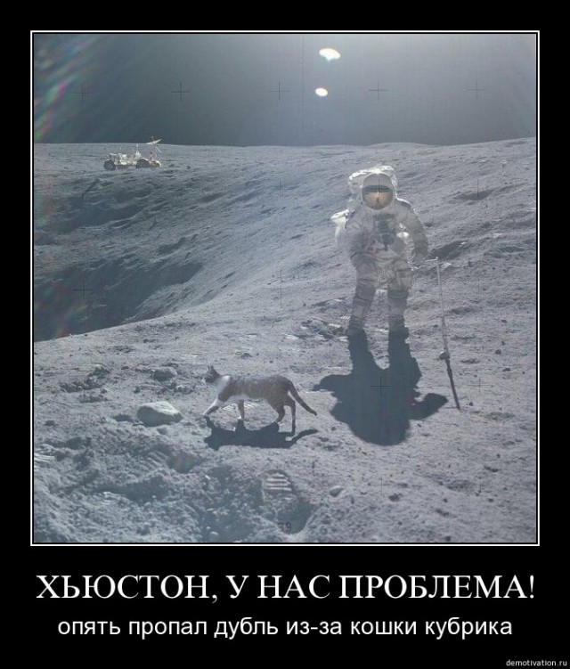 Этот котик физически не способен плохо получиться на снимке, как бы ни старался его хозяин