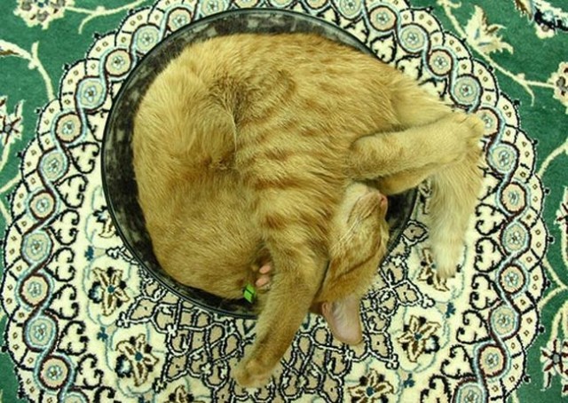 Прикольные коты на среду! ОЧЕНЬ МНОГО!