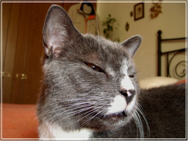кошаки