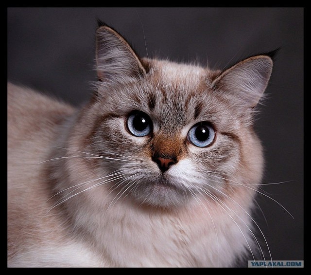 Ура, котовторник! (01.07.2008)